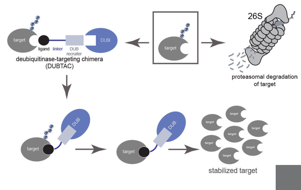 UC Berkeley And Novartis Extend Alliance To Tackle “undruggable ...